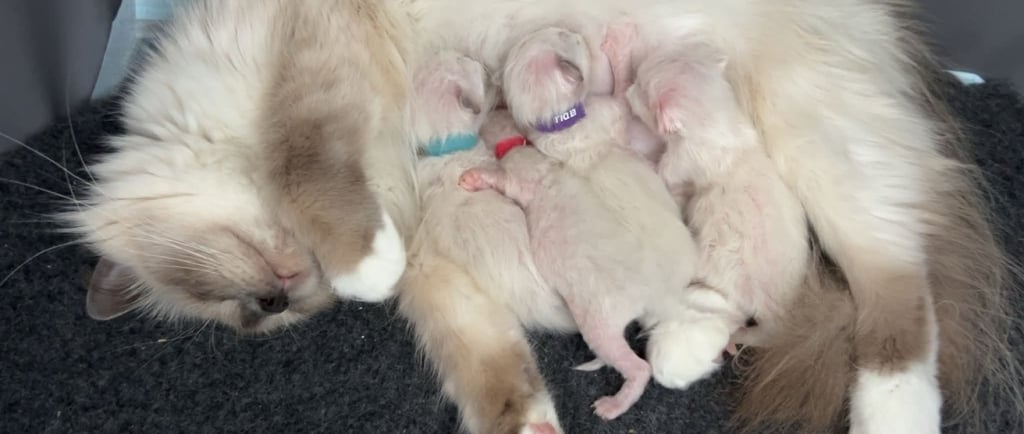 Mamma med fire nyfødte Herllig Birma kattunger 