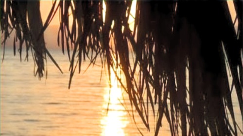 Lever de soleil à travers les feuilles des palmiers et la mer à Bedouin Star Egypt