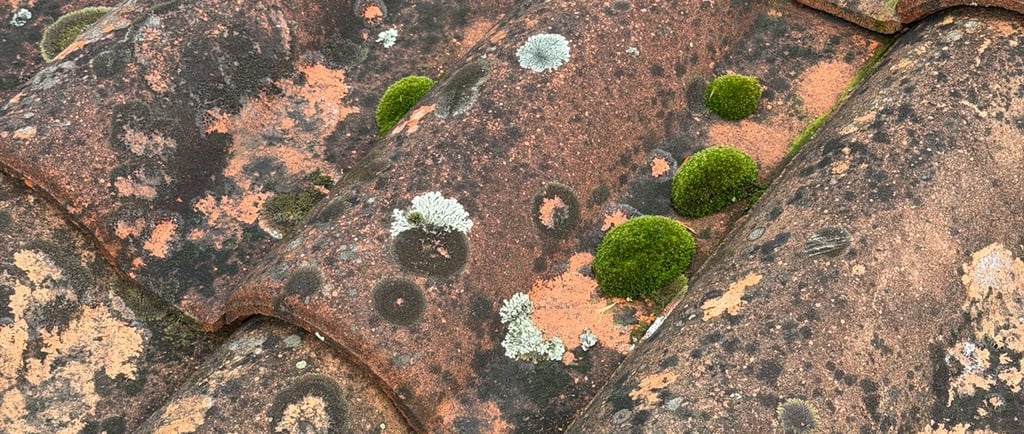 Gros plan d'une toiture en tuiles de terre cuite présentant des mousses et des lichens.