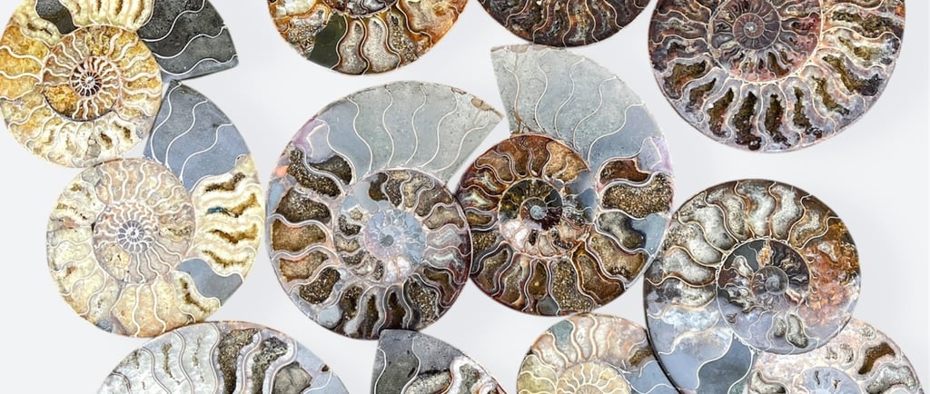 Madagascan Clioceras Ammonites Split Pairs
