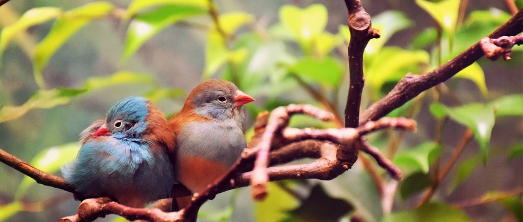 Photo : D. Dimitrova. Pourquoi la joie n'est pas un luxe, mais une boussole stratégique