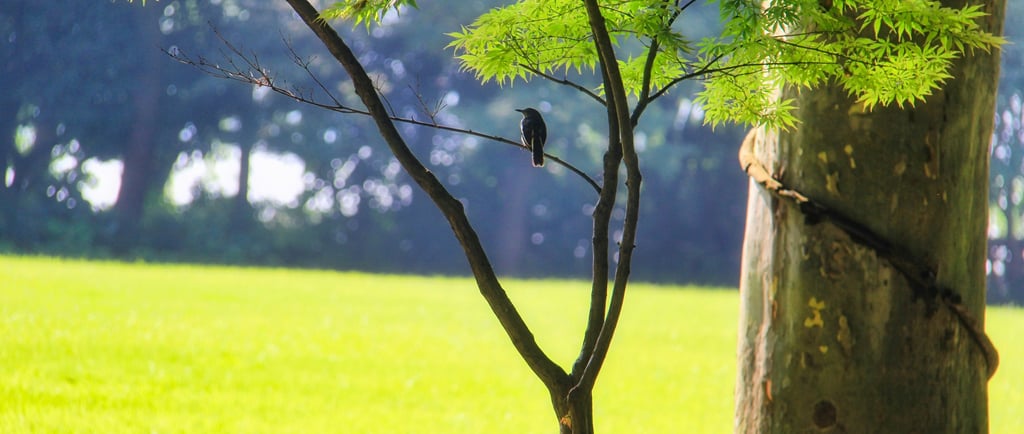 Photo de Lin Lone sur Unsplash