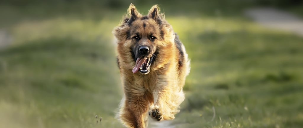 un chien court vers son humain