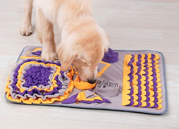 chien qui cherche dans un tapis de fouille