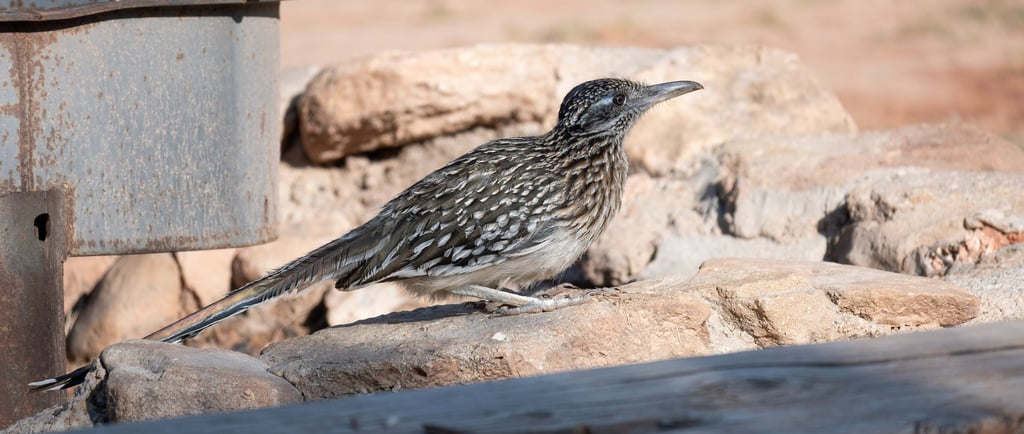 roadrunner at Campsite Palo Duro Canyon Texas