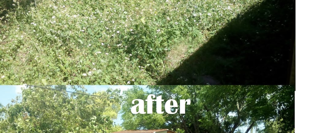 Overgrown weeds in Florida yard. Before and after picture