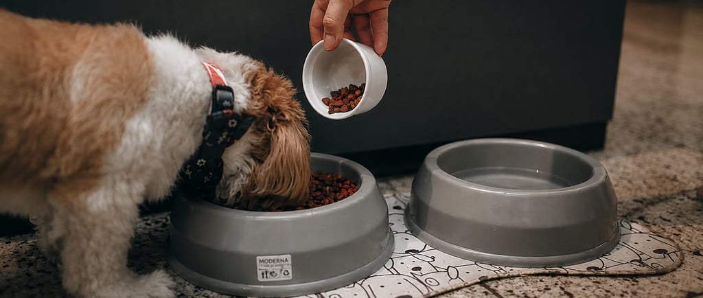 Dog Feeding Guide How Much Should You Feed Your Dog