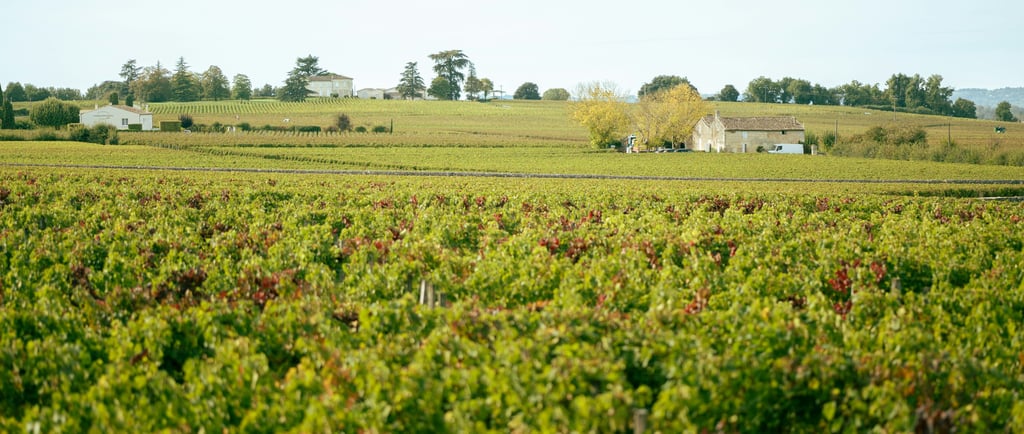 Bordeaux vineyard