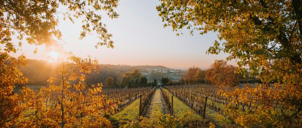Bordeaux vineyard