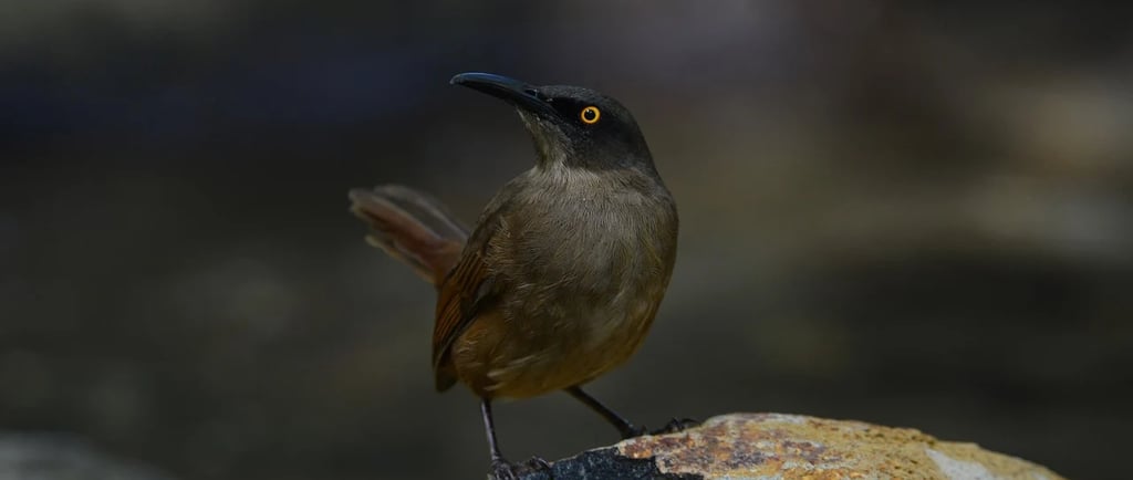 Abécédaire des Caraïbes illustration joyeux
