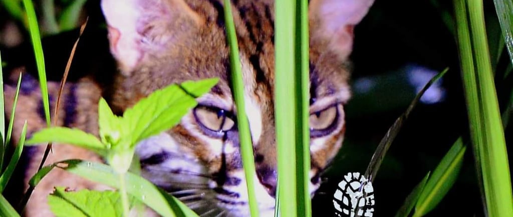 a Leopard cat is sitting in the grass and looking at the camera