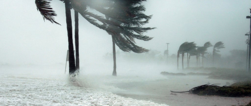 ocean waves blowing palm tree in hurricane