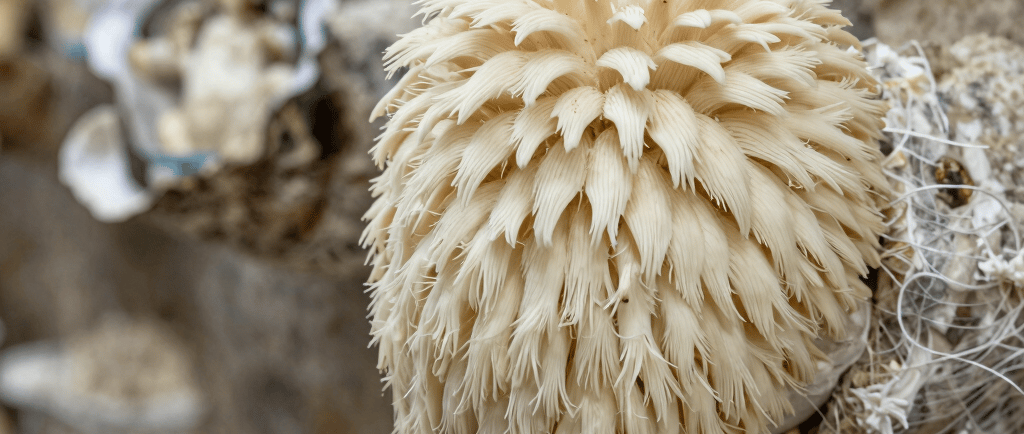 white concrete building