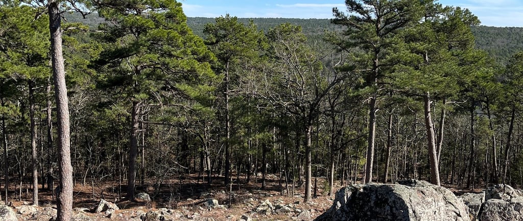 Pine trees shortleaf pine