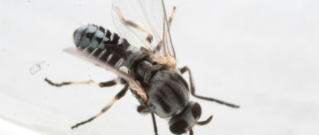 Tiny black flies that are attracted to human breath and the salty moisture around the eyes.