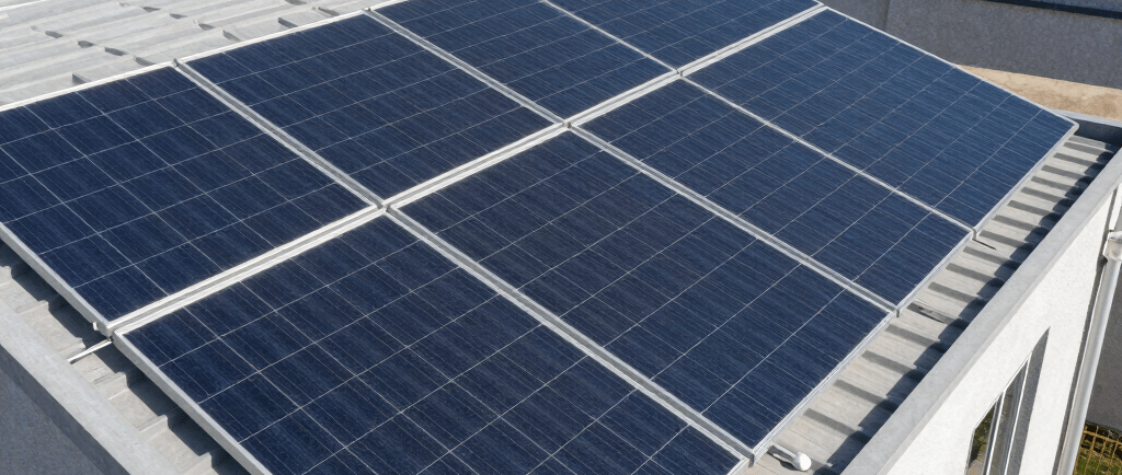 black and red bird on tree branch