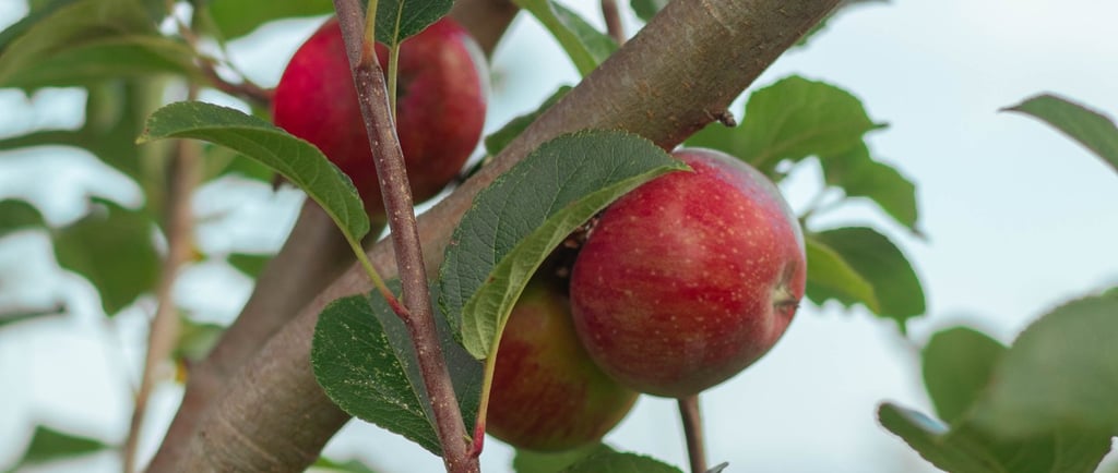 manzanas Sagarrek