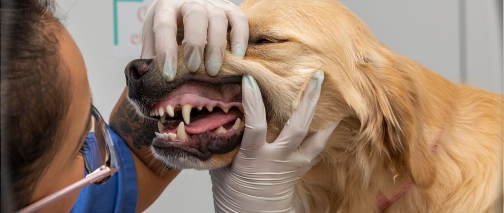 Cachorro em avaliação de tártaro na Veterinária Professor Adalbyr em Mangaratiba