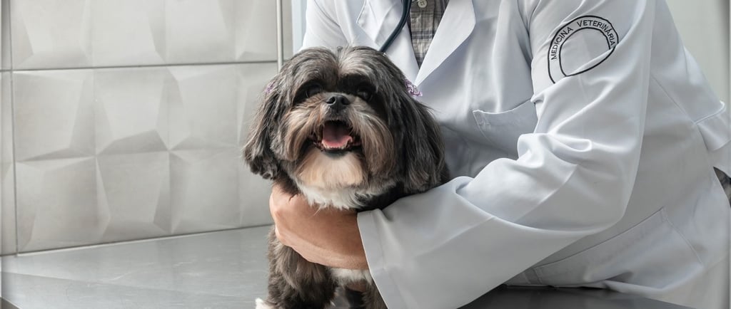 Cachorro em consulta na Veterinária Professor Adalbyr em Mangara