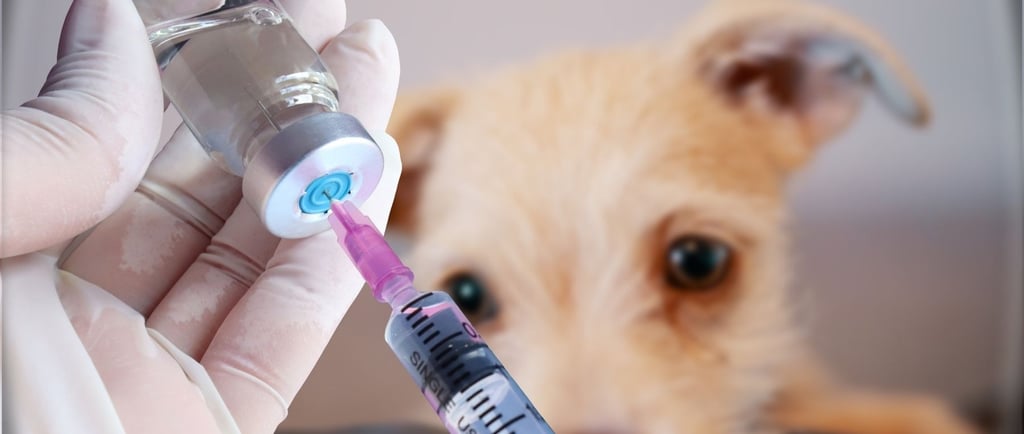 Cachorro sendo vacinado na Veterinário Professor Adalbyr em Mangaratiba
