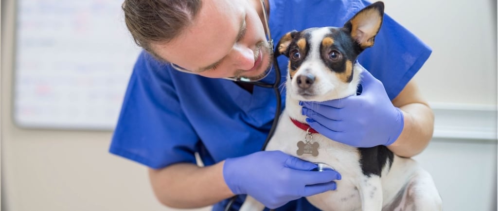 cachorro em consulta na Veterinária Professor Adalbyr em Mangaratiba