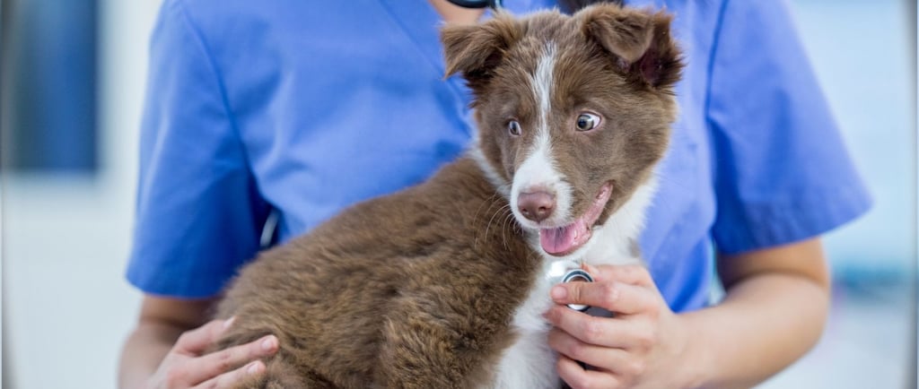 Cachorro em consulta na Veterinária Professor Adalbyr