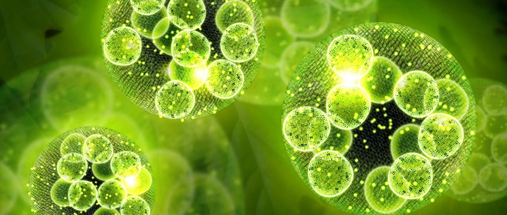 omega 3 oil powder, oil powder