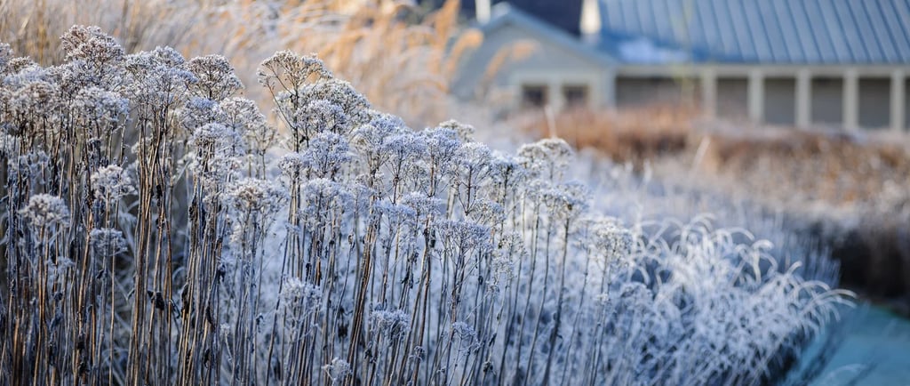Naturalistic perennial garden inspired by Piet Oudolf with seasonal textures, grasses and flowing pl