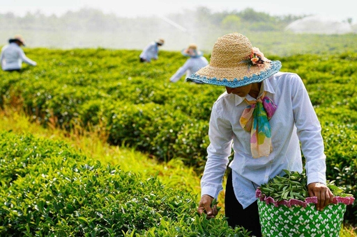 alt="cooking class baku" alt="azerbaijani cooking experience" alt="baku cooking workshop" alt="tradi