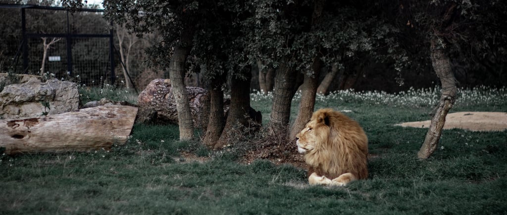 lion in a cage