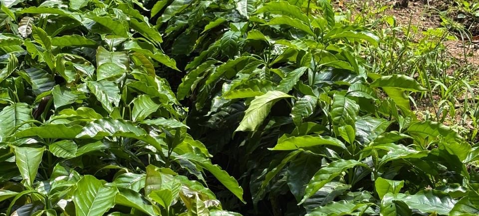farmer with a bunch of coffee plants