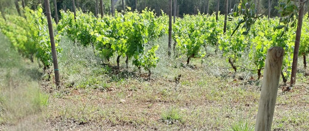 Service to vineyards in Mallorca
