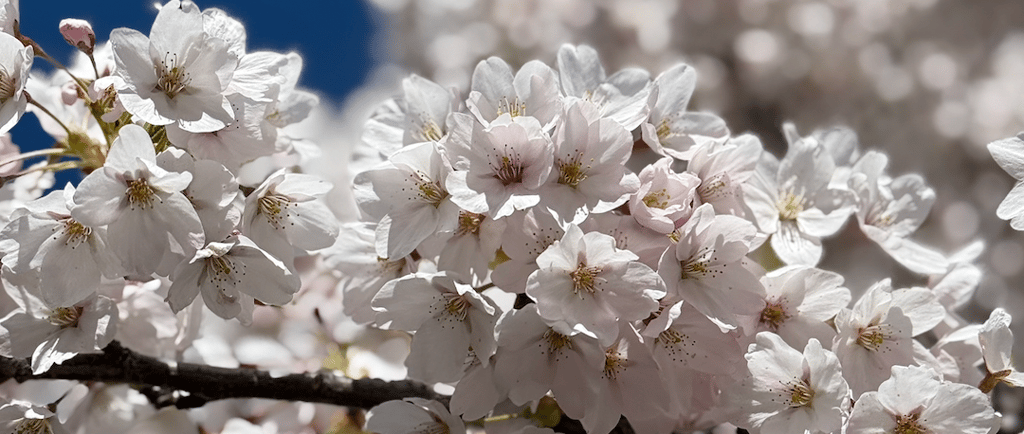 Spectacular Queenstown Cherry Blossoms