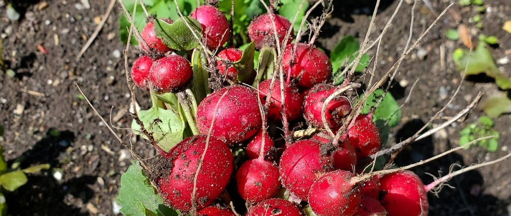 Photo of a bunch of red radishes, held in a hand, red side up, with a row of radish plants in the background