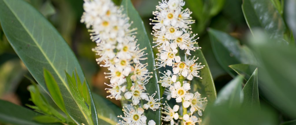  Portuguese Cherry Laurel
