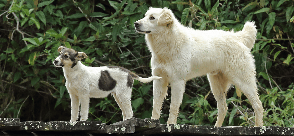 Deux chiens de taille et race différentes