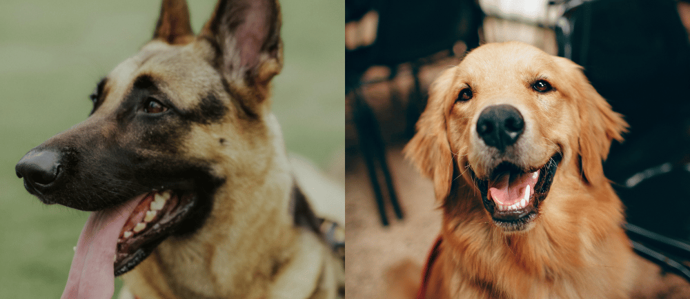 Dogs