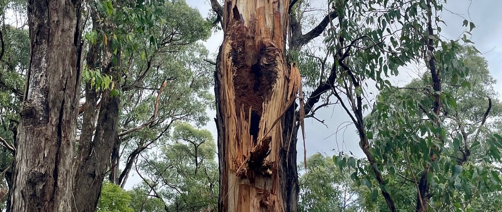 Eucalyptus tree defect