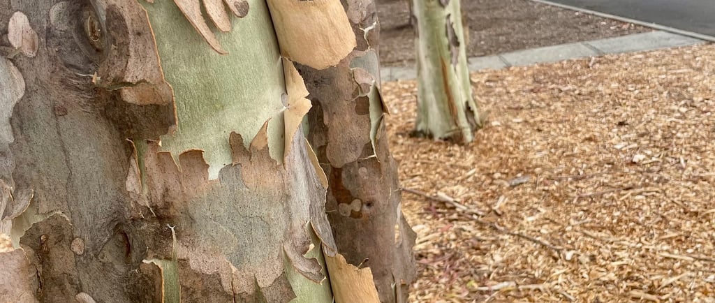 Shedding bark on a Eucalyptus tree in an urban setting