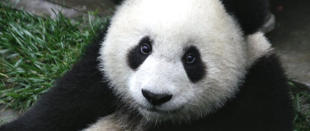 TOUR CHINA - TOURCHINA - ITINERARY WOLONG PANDA