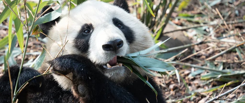 Chengdu Panda
