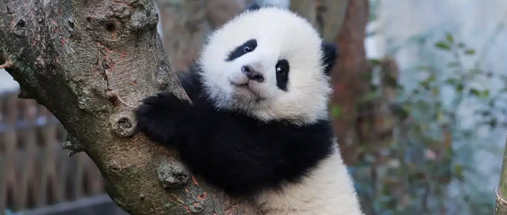 Chengdu Panda winter