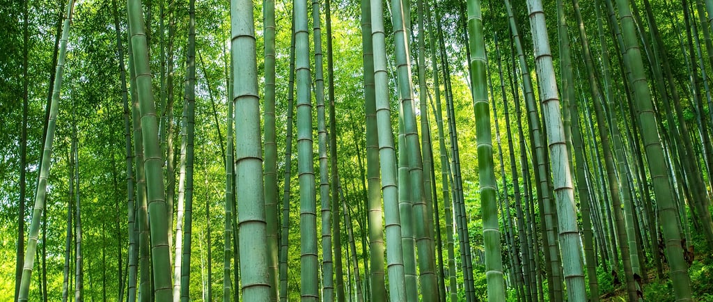 yixing bamboo forest