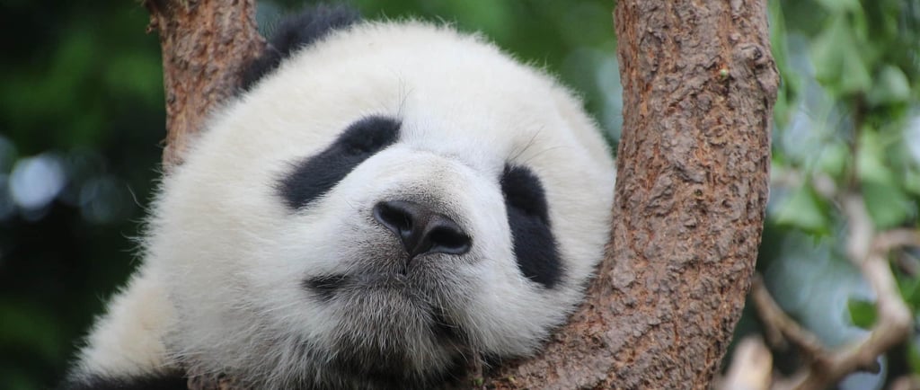 Chengdu Panda