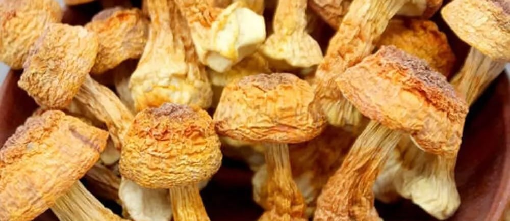 Premium Dried Mushroom Yunnan