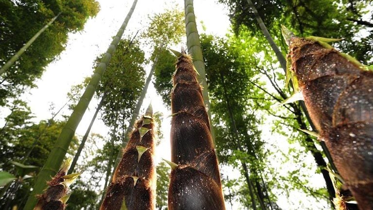 Xianning Star Bamboo Forest
