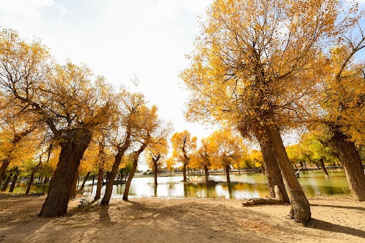 euphratica forest china