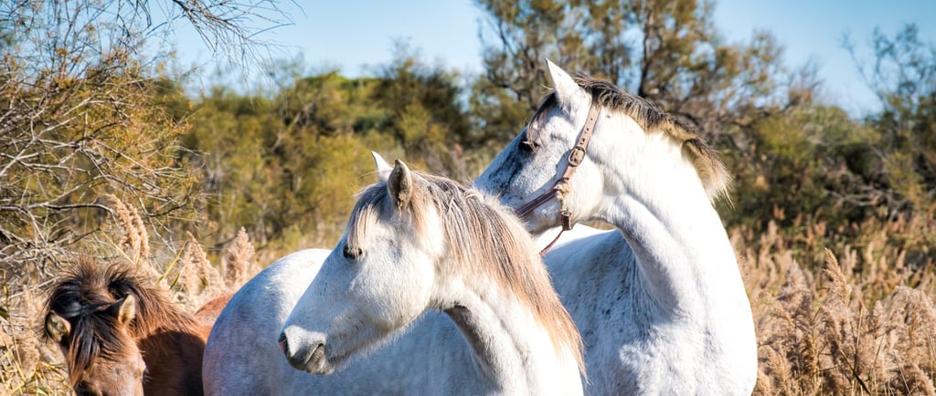 cheval camargue