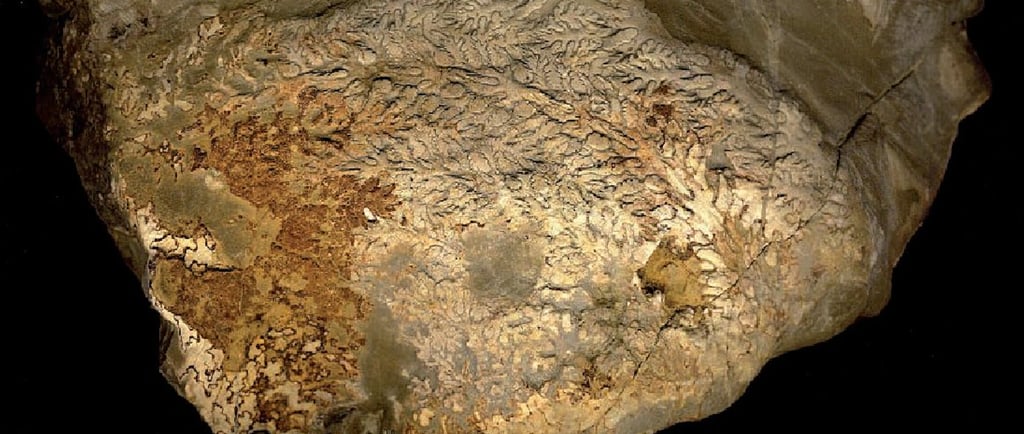 Sturia brandtii ceratit - photography by sebastian Brandt