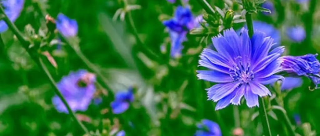 <img source='chicory-flower.jpg' alt='Close-up of a vibrant blue Chicory flower, one of the 10 medic